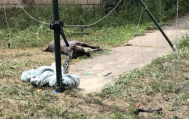 dog laying still tethered to clothesline